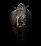 White Rhinoceros In Dark Background Stock Photo