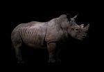 White Rhinoceros In Dark Background Stock Photo