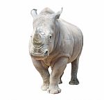 White Rhinoceros Isolated Stock Photo