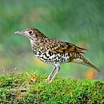 White Thrush Stock Photo