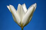 White Tulip Stock Photo