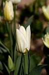 White Tulip Stock Photo