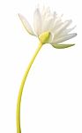 White Water Lily Isolated On White Background Stock Photo