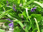 Wild Australian Native Violets Stock Photo