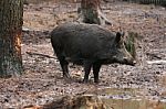 Wild Boar Stock Photo