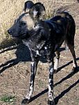 Wild Dogs In Namibia Stock Photo