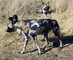 Wild Dogs In Namibia Stock Photo