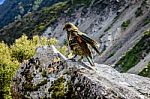 Wild Kea Stock Photo