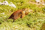 Wild Land Iguana On Santa Fe Island In Galapagos Stock Photo