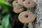 Wild Mushrooms Stock Photo