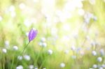 Wild Purple Flowers Stock Photo