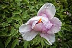 Wild Rose Covered In Raindrops Stock Photo