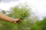 Wildflowers In Woman's Hand In The Garden Stock Photo