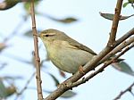 Willow Warbler Stock Photo