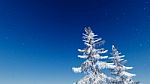 Winter Pine Stock Photo