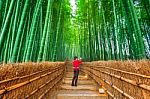 Woman Take A Photo At Bamboo Forest In Kyoto, Japan Stock Photo