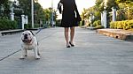 Woman Walking With English Bulldog Stock Photo