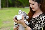 Women Feeding Baby White Bengal Tiger Stock Photo