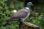 Wood Pigeon Stock Photo