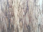 Wood Texture Stock Photo