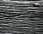 Wood Texture In Black And White Stock Photo