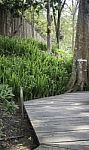 Wooden Walkway With Tropical Garden Stock Photo