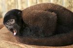 Wooly Monkey Being Maintained In Captivity, Ecuador Stock Photo