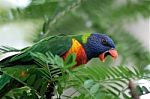 Yawning Parrot Stock Photo