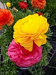 Yellow And Pink Flowers Stock Photo