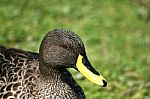 Yellow Billed Duck Stock Photo