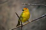 Yellow Bird Stock Photo