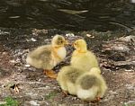 Yellow Chicks Kissing Stock Photo