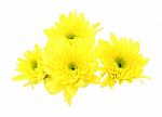 Yellow Chrysanthemum Flower On White Background Stock Photo