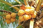 Yellow Coconut Cluster On Coconut Tree Stock Photo