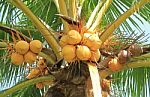 Yellow Coconut Cluster On Coconut Tree Stock Photo