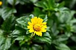 Yellow Daisies Blooming With Green Leave On Background Stock Photo