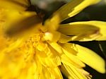 Yellow Daisy Stock Photo