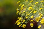 Yellow Daisy Flowers Stock Photo