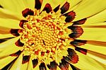 Yellow Daisy Gazania Stock Photo