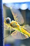 Yellow Dragonfly Stock Photo