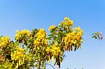 Yellow Flower On Tree Selective Focus Stock Photo