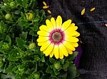 Yellow Flower With Pink And White Center Stock Photo