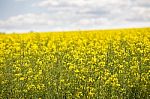 Yellow Flowering Field, Beautiful Countryside, Sunny Day Stock Photo