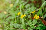 Yellow Flowers With Background Blurred Stock Photo