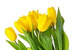 Yellow Isolated Tulips With Green Leaves Stock Photo