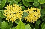 Yellow Ixora Stock Photo