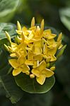 Yellow Ixora Flowers Stock Photo