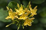 Yellow Ixora Flowers Stock Photo