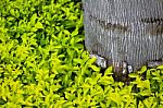 Yellow Leaves Growing Around A Tree Stump Stock Photo