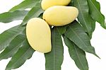 Yellow Mangos And Leaf On White Background Stock Photo